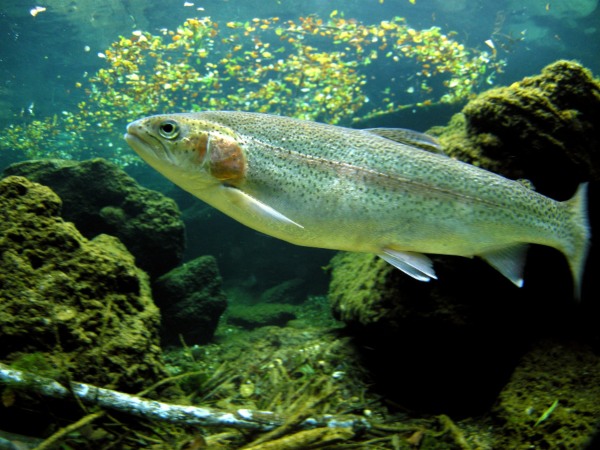 trucha arcoiris antai